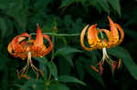 Turk's cap lily